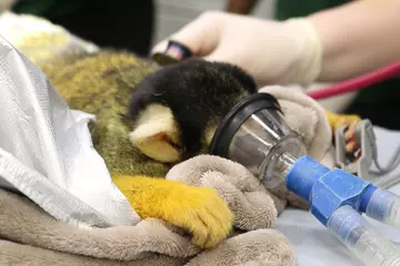 A black-capped squirrel monkey under general aneasthesia