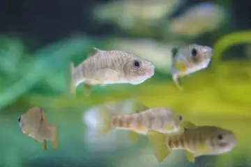 pupfish at Whipsnade Zoo