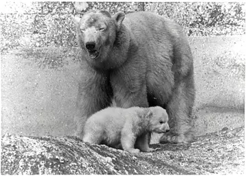 Polar bear Brumas with mother Ivy at London Zoo