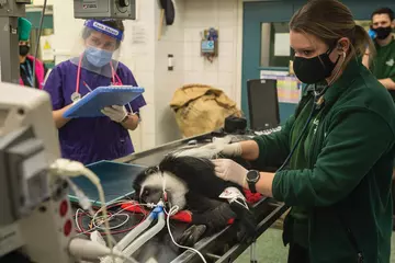 A veterinary team carrying out a health check on a colobus monkey