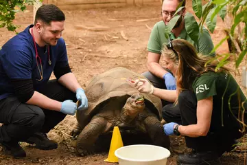 MSc WAH students and vet Tai Strike with Galapagos tortoise