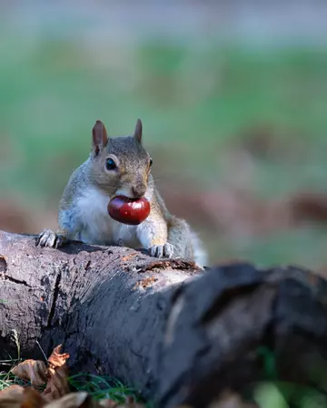 Squirrel holding a conker in its mouth