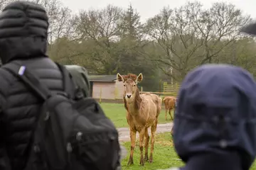 A deer stands looking at a group of students.
