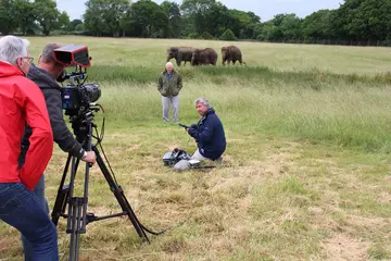A film crew filming Sir David Attenborough next to the elephants in their grassy paddock at Whipsnade Zoo