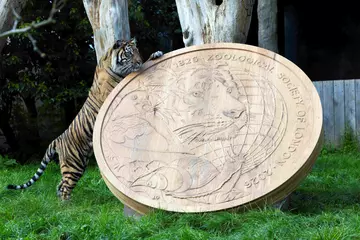 Sumatran Tiger walks in front of giant wooden coin