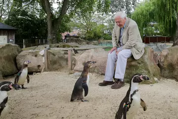 Sir David Attenborough sitting on London Zoo's Penguin Beach surrounded by penguins