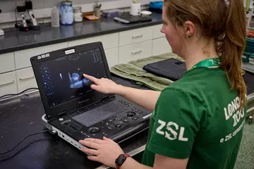 A vet wearing ZSL branding looks at an ultrasound image on a computer screen