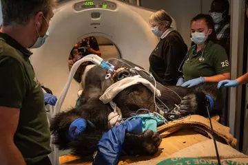 A Western lowland gorilla going in to have a CT scan with vets either side