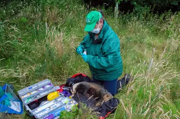 A conservationist wearing all green vaccinating a badger with grass in the background