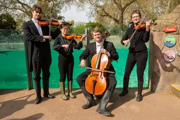 String Quartet sit in from of Penguin Beach