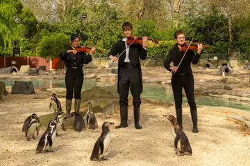 Violinists play for Humboldt Penguins