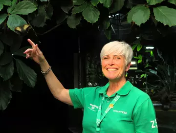 Butterfly Volunteer