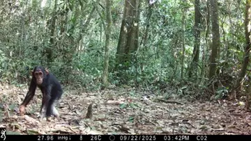 Chimpanzee_Nki NP