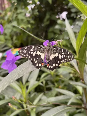 Swallowtail at ZSL London Zoo