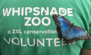 Blue morpho on volunteer's back