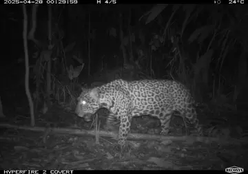 Jaguar captured on camera trap