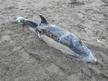 Stranded common dolphin in monofilament fishing net