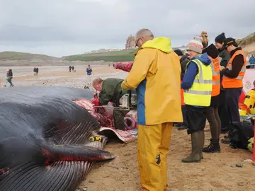 Cornwall Marine Pathology Team