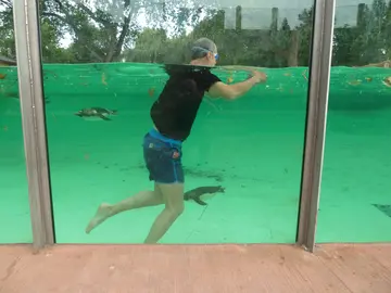 Man swimming with penguins behind glass at London Zoo