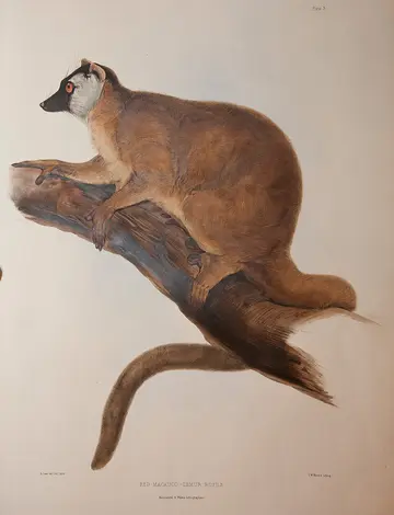 An illustration of a red macauco sitting on a branch