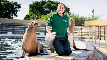 A zookeeper with two sea lions next to the sea lion pool