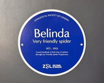 A blue plaque for Belinda the spider