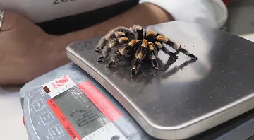 A Mexican red-kneed spider on the scales