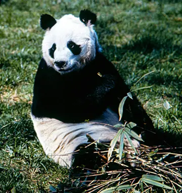 Chi Chi the panda sitting on grass with bamboo