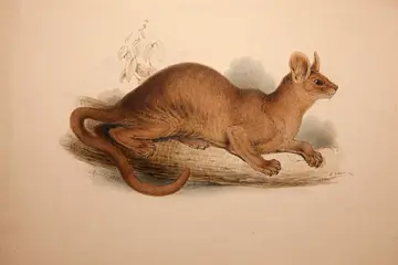 An illustration of a fossa by Edward Lear