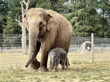 An Asian elephant with her calf in the paddock