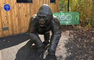 A statue of Guy the gorilla at London Zoo with his blue plaque behind him