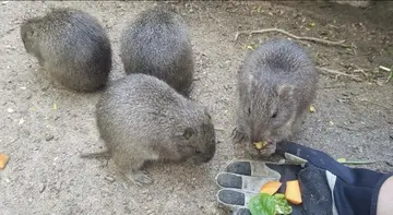 Hutia being fed