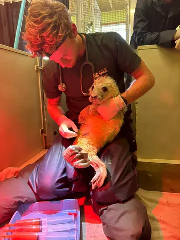 Joe Heaver, WAH graduate, handling a baby seal