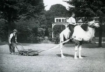A black and white photograph of a camel drawn lawnmower