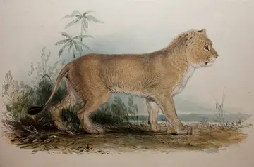 An illustration of a maneless lion