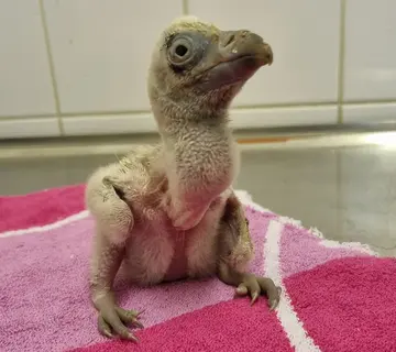 A newborn vulture chicks sitting on a pink towel