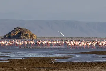 Lake Natron, the largest lake in the East African Rift Valley in Tanzania with flamingos in shot within the lake. 