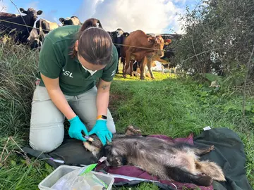Olivia Bell administering bTB vaccination to anaesthitised badger
