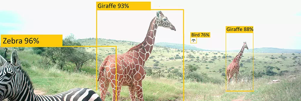 Machine learning for wildlife conservation | ZSL