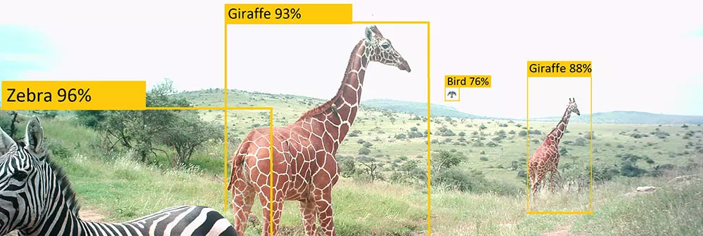 Machine learning for wildlife conservation | ZSL Machine learning for wildlife conservation | ZSL