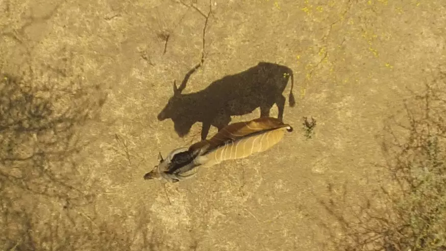 Conservationists call for impact of armed conflict on biodiversity to ...