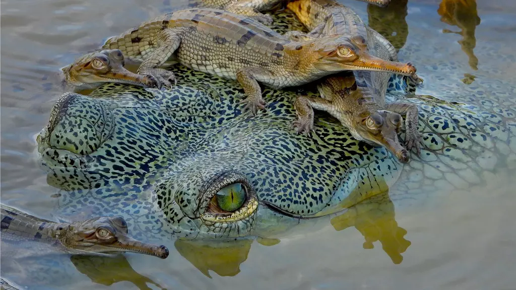 Fashion's Wild Animal Exploitation: The Case Of Saltwater Crocodiles -  Faunalytics