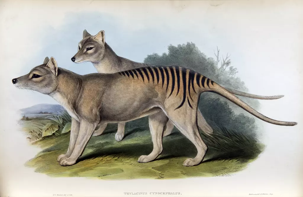 Illustrations of extinct and endangered animals | ZSL