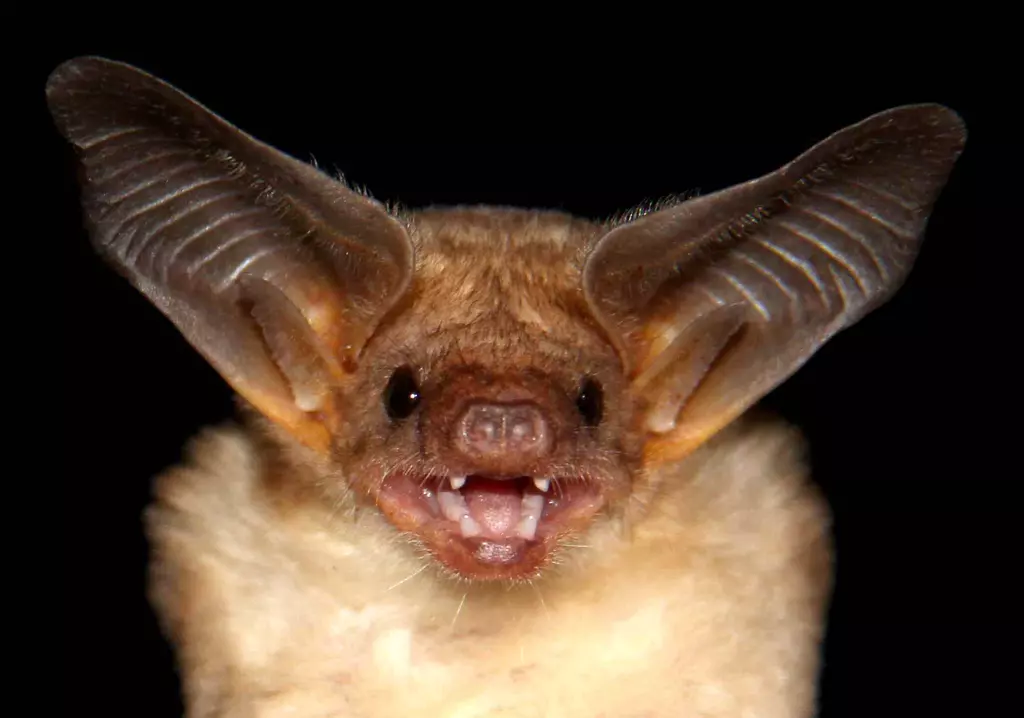 Largest library of bat sounds compiled | ZSL