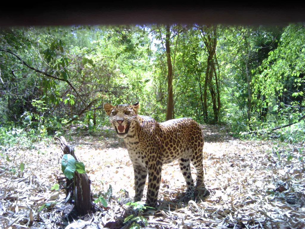 Camera trap software | ZSL