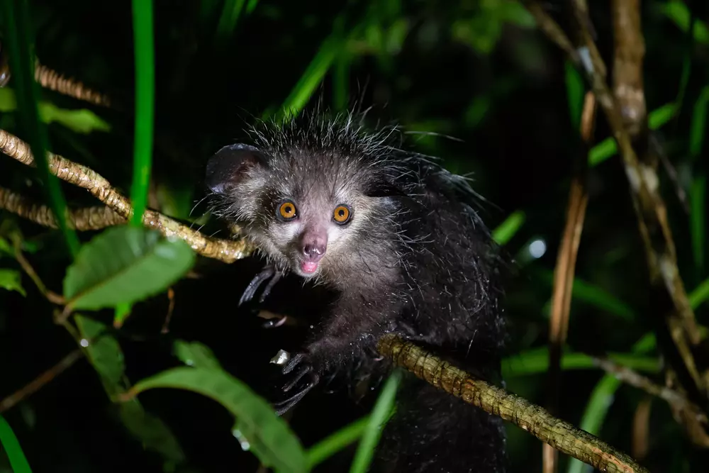 Animals on the EDGE of Existence | ZSL