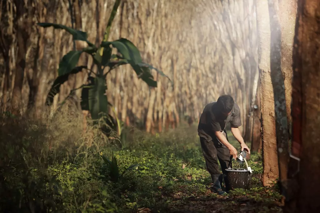 Are natural rubber companies building a better world for people and the ...