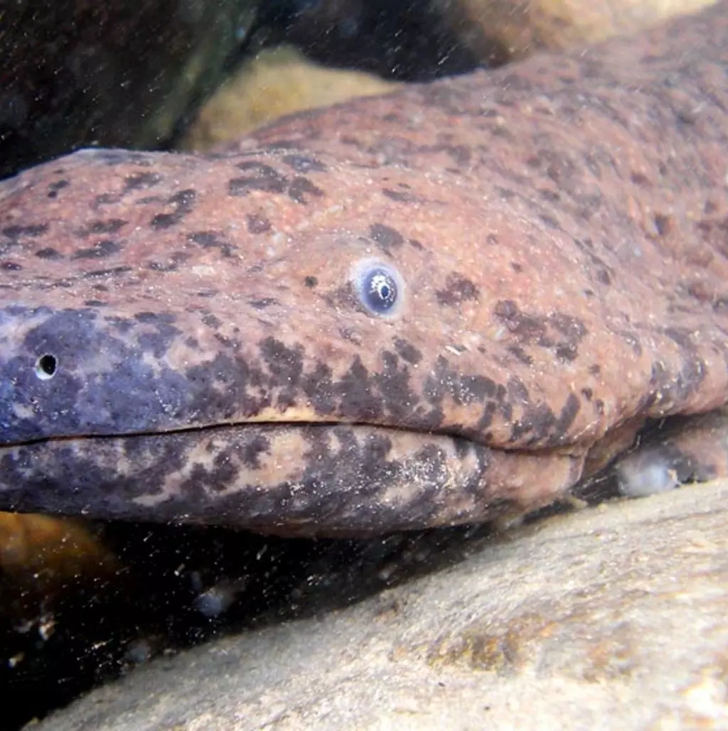 New species of giant salamander is world's biggest amphibian | ZSL