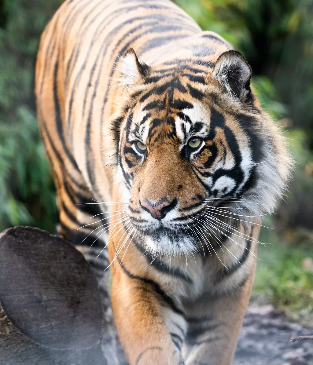 Reconnecting and rehabilitating tiger territories | ZSL