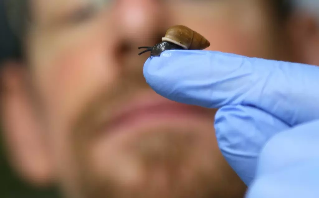 Partula affinis checked over at ZSL London Zoo by Dave Clarke, snail is sitting on his finger